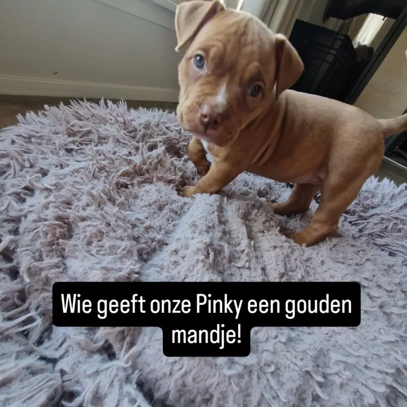 American pocket bully pup - afbeelding 1