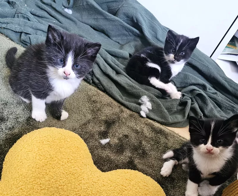 Tuxedo kittens - afbeelding 3