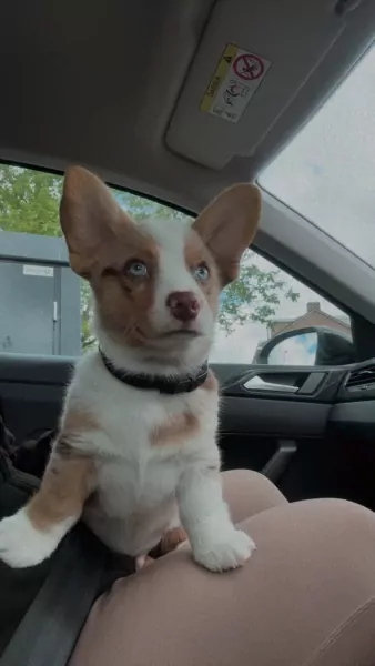 Mooie Welsh Corgi Cardigan reu red merle - afbeelding 5