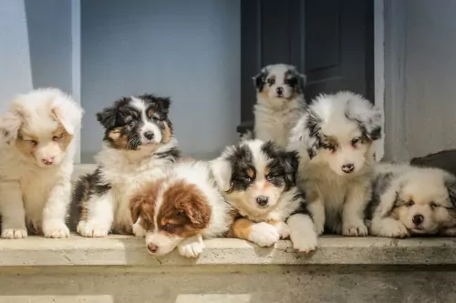🐶 Puppy verzorging: checklist voor alle puppy benodigdheden