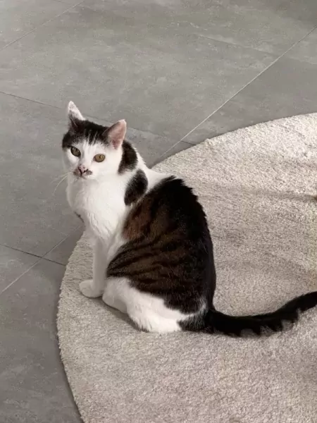 Lieve poes zoekt een warm en liefdevol thuis - afbeelding 2