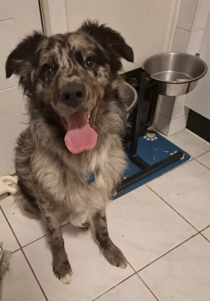 Australian shepherd kruising Romeense herder - afbeelding 3