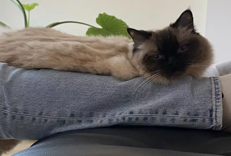 Ragdoll poes (3jaar) zoekt nieuw thuis - afbeelding 3