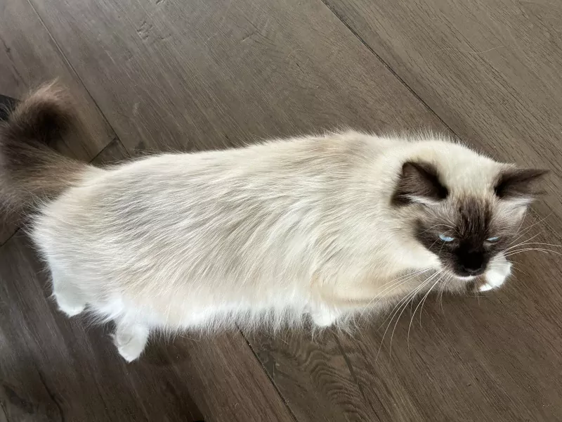 Mooie 100% ragdoll poes zonder stamboom - afbeelding 2