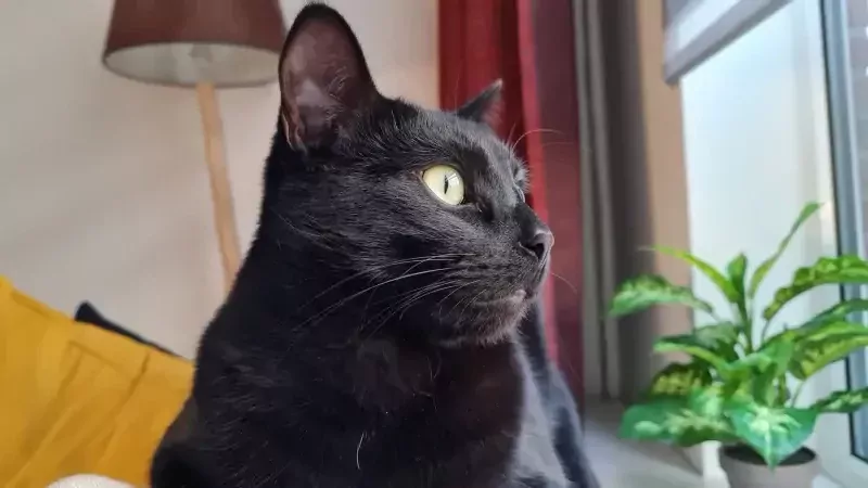 Ziggy en Marley - afbeelding 3