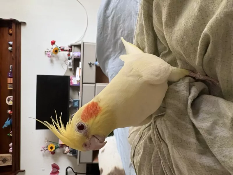 4 jarig geel popje zoekt nieuwe thuis komt met kooi - afbeelding 3