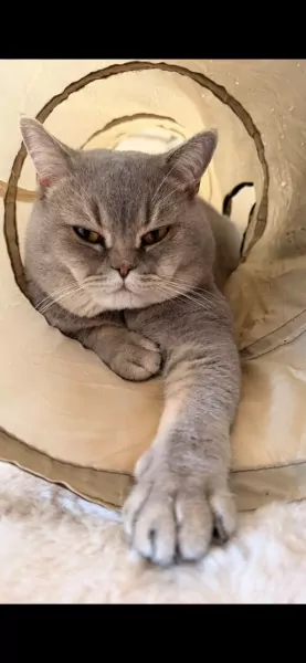 Teddy🥰 - afbeelding 2