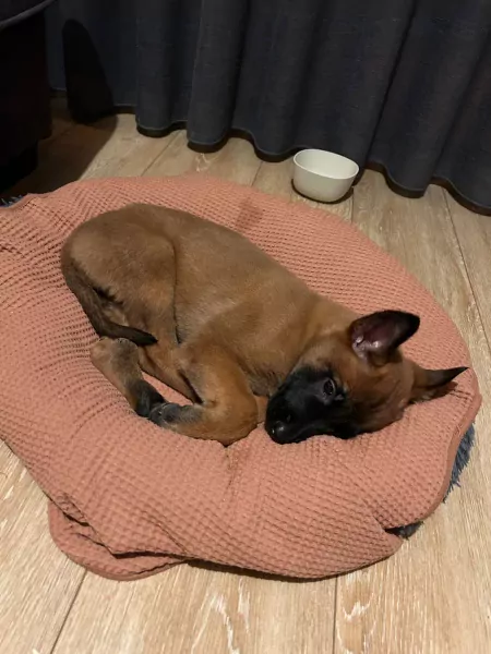 Prachtig mechelse herder - afbeelding 4