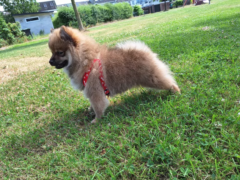 Beautiful Pomeranian puppies - afbeelding 5