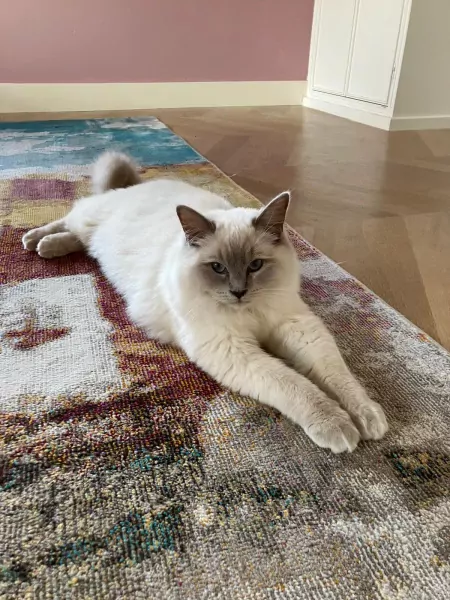 Lieve prachtige witte Ragdoll kater - afbeelding 2