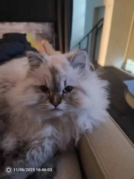 Britse langhaar kitten - afbeelding 1