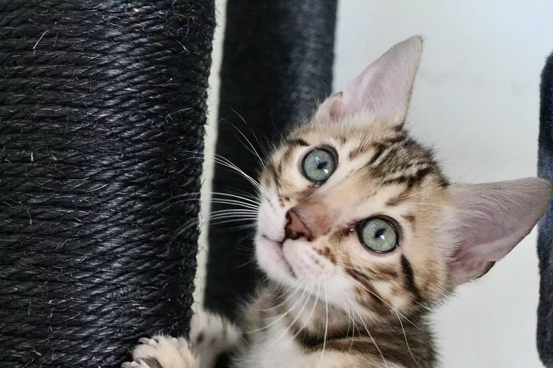 Bengaalse kater te koop - afbeelding 5