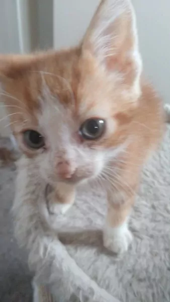 Kitten - afbeelding 1