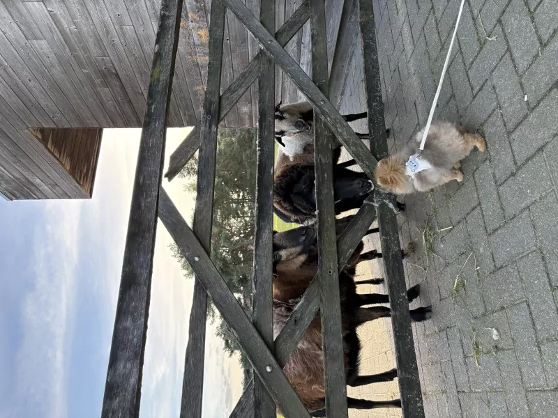 Pomeriaan pup - afbeelding 6
