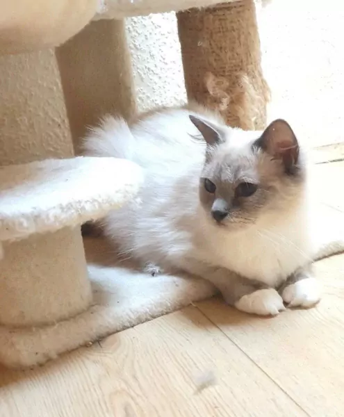 Lieve Ragdoll mer stamboom  | 1 jaar - afbeelding 3