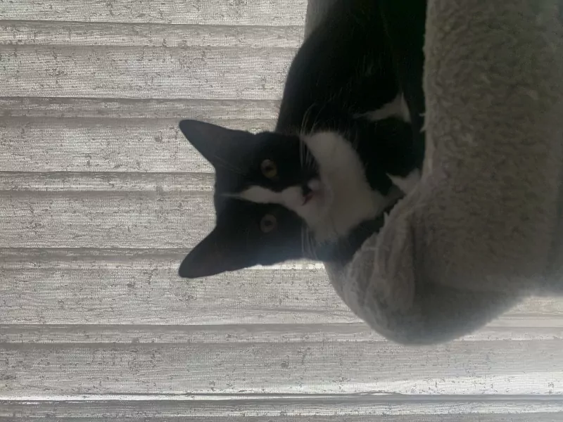 Kittens te koop - afbeelding 3