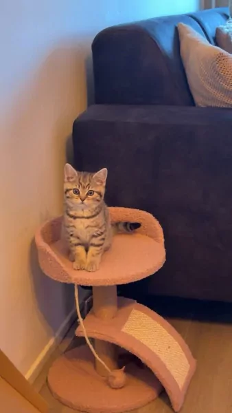Britse korthaar kitten - afbeelding 2