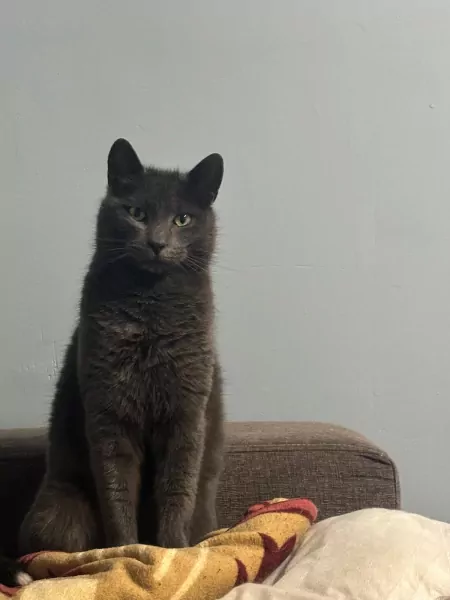 Blauwe rus 4,5 jaar - afbeelding 4