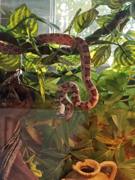 Vrouwelijke Korenslag met optioneel terrarium - afbeelding 1