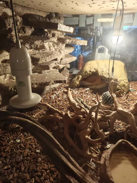 phytons te koop - afbeelding 1