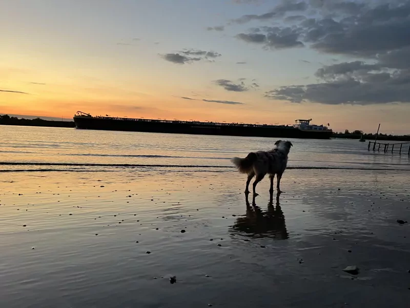 Enthousiaste aussie kruising - afbeelding 5