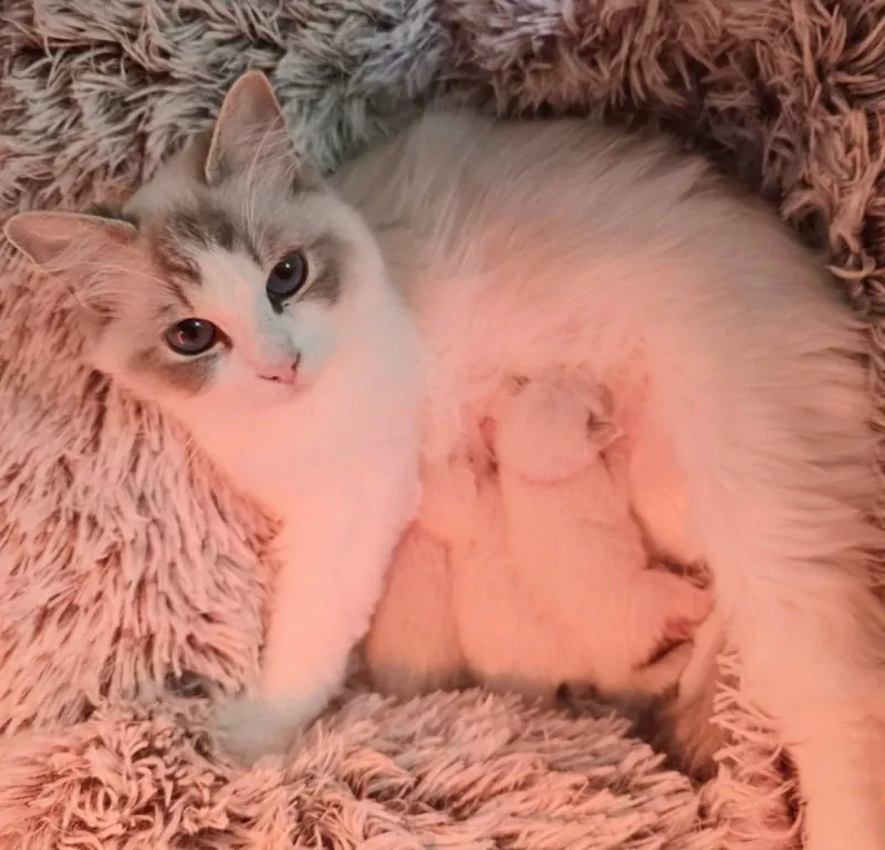 Prachtige Ragdoll poes met stamboom - afbeelding 3