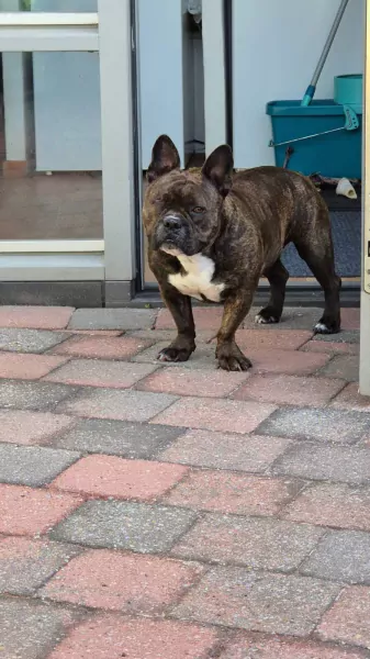 Lana de Pocket Bully - afbeelding 2