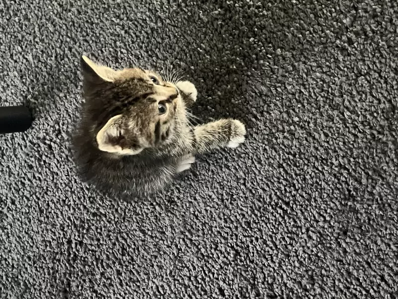 Kittens zoeken een goed huisje - afbeelding 3