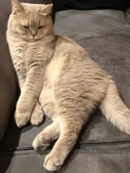 Twee Britse korthaar katers - afbeelding 4