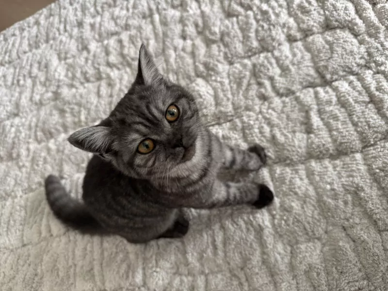 Twee prachtige Britse korthaar katten - afbeelding 3