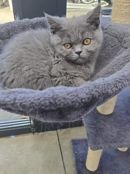 Britse korthaar Kitten (kater) - afbeelding 2