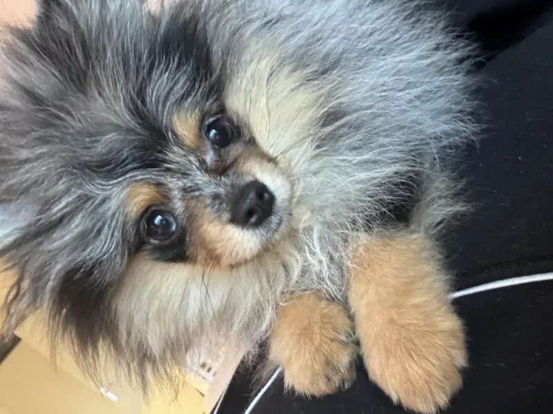 Exclusieve blue merle pomeranian teefje – Mini, lief & uniek - afbeelding 3