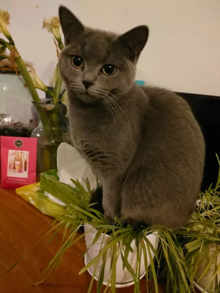 2 british shorthair katten - afbeelding 3