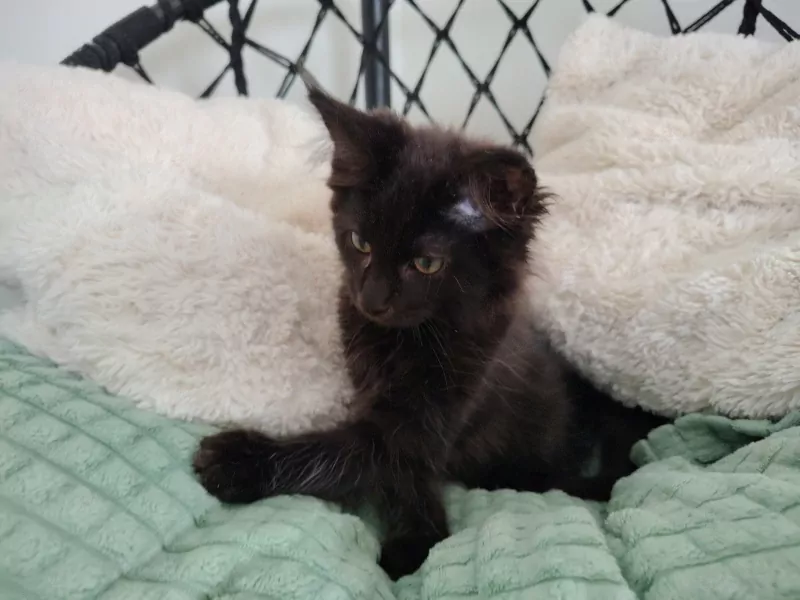 Maine Coon kittens - afbeelding 2