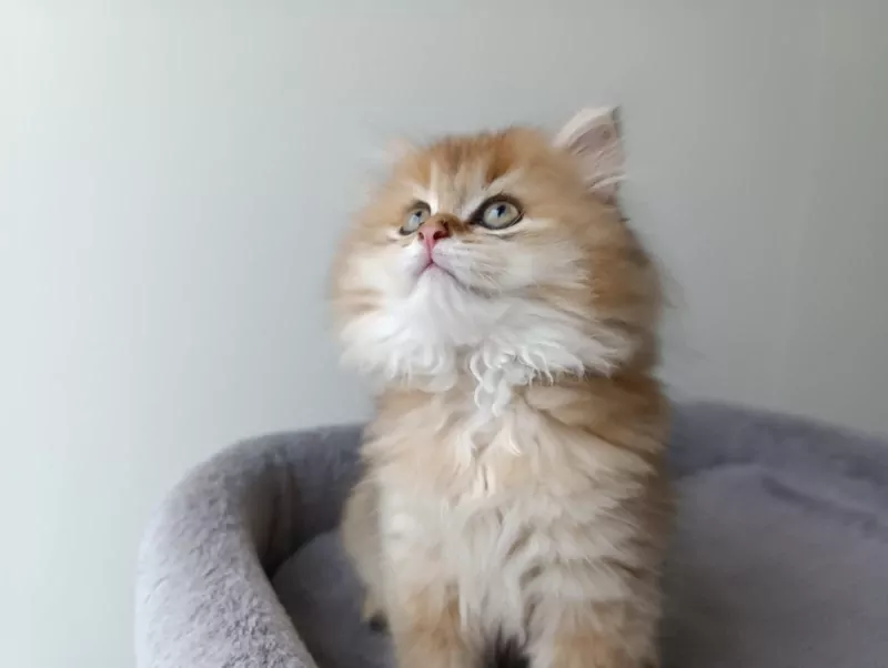 Britse langhaar golden kitten katertje - afbeelding 3