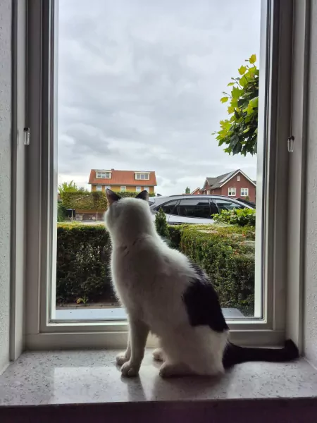 Kater Vlek (8 jaar) - afbeelding 2