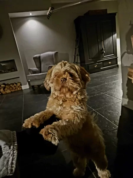 Goud Bruine Boomer 15 maand incl paspoort - afbeelding 3