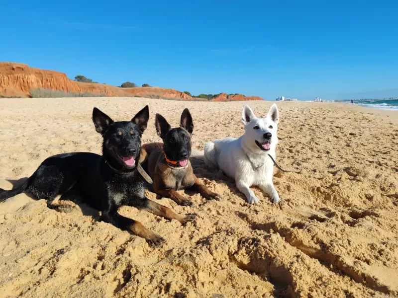 Nieuwe thuis gezocht voor Bo - afbeelding 4