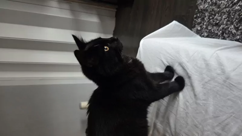 Kater en poes, broer en zus - afbeelding 1