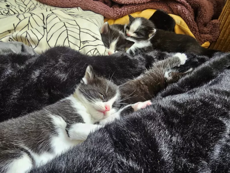 Ragdoll kittens - afbeelding 6