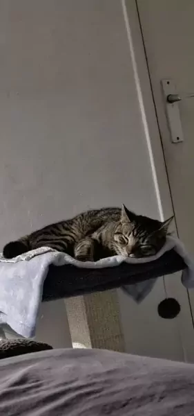 Chico - afbeelding 6