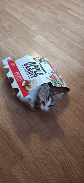 Kitten (mannetje) - afbeelding 3