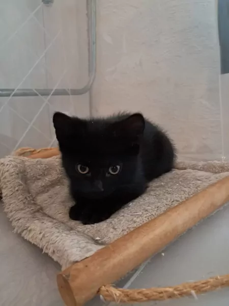 Lieve mix kitten zoekt nog een forever home - afbeelding 3