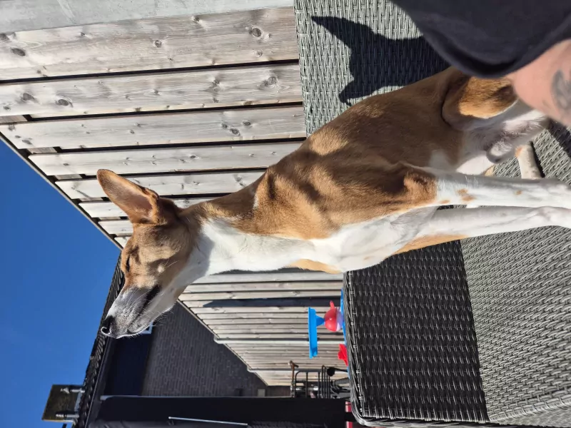 Lieve hond! - afbeelding 5