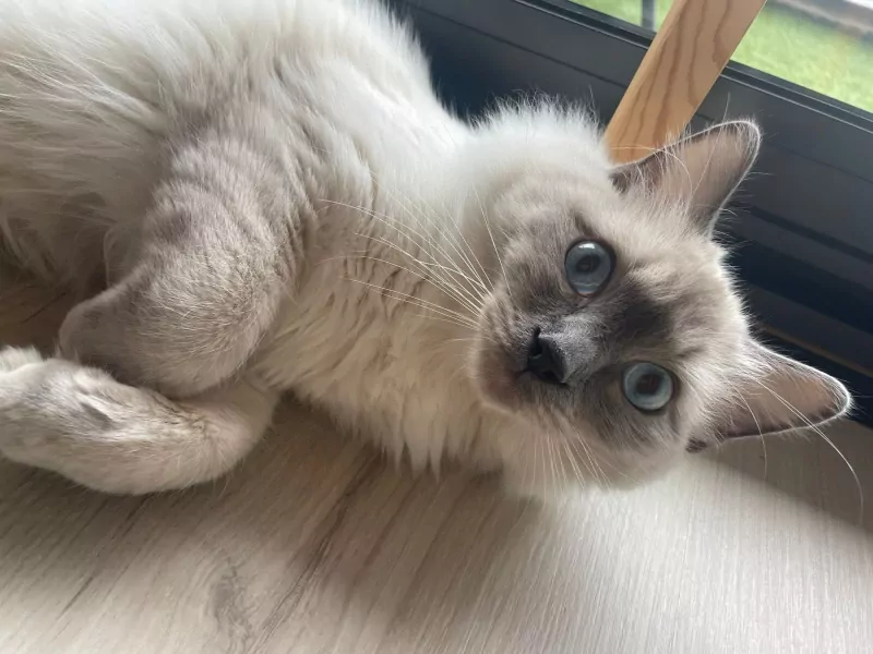 Ragdoll - afbeelding 2