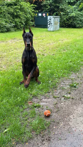 Doberman - afbeelding 1