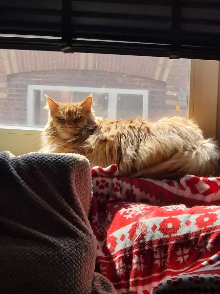 2 Maine Coon katten (broer & zus) – super lief + attributen - afbeelding 3