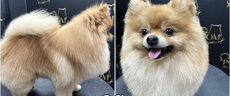 Pomeriaan te koop - afbeelding 5