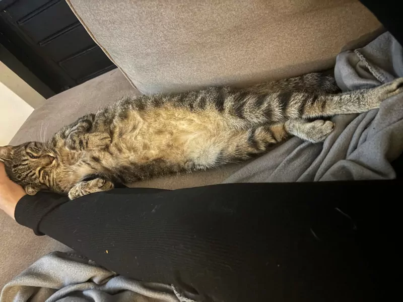 Ideale knuffel kat zoekt baasje - afbeelding 2