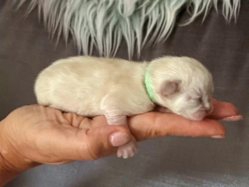 Ragdoll kitten - afbeelding 5